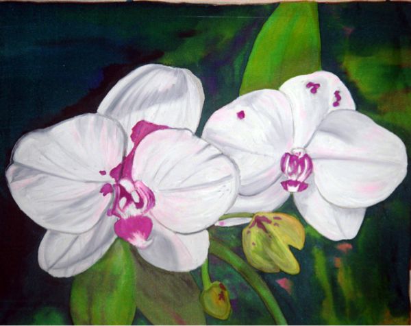 Kety Bagwalla, Orchids