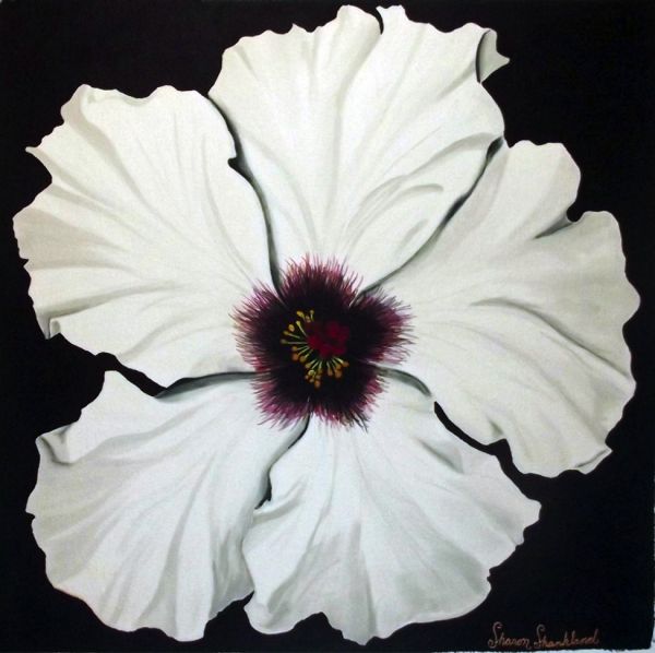 Sharon A Shankland, White Hibiscus